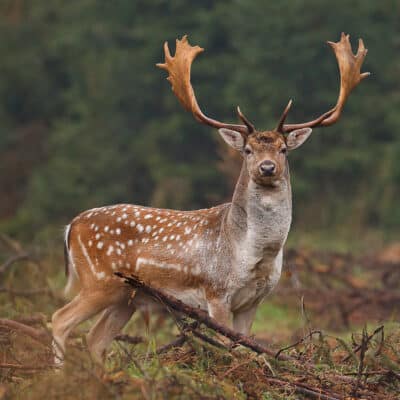 Fallow deer