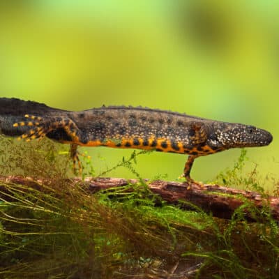 Great crested newt