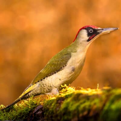Green woodpecker