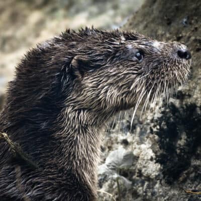 Otter