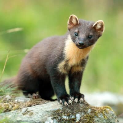 Pine marten