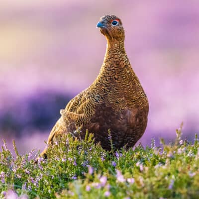 Red grouse