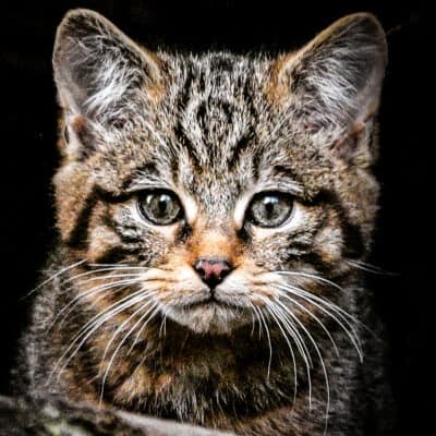 Scottish wildcat