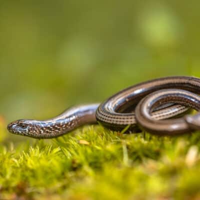 Slow worm