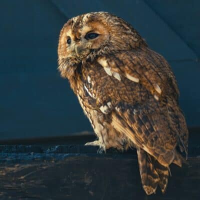 Tawny owl
