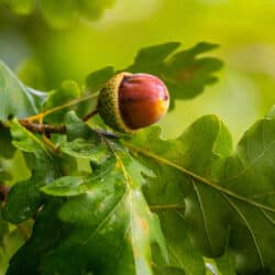 Oak tree