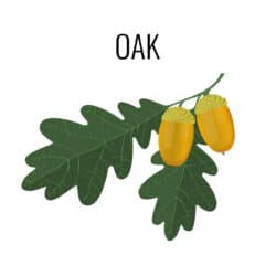 Oak sapling
